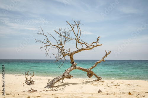 Dead tree on Tioman beach