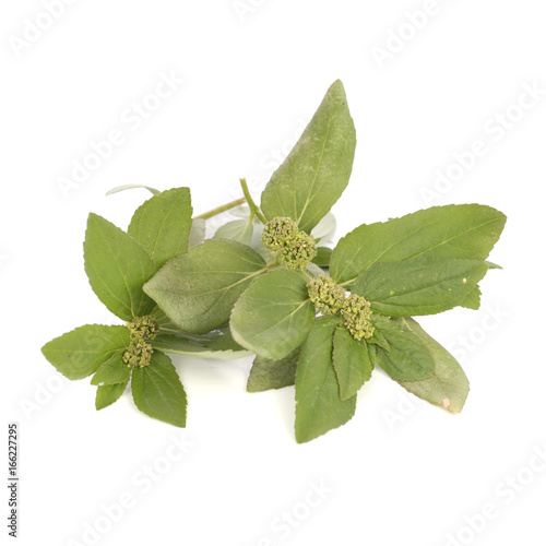 Euphorbia hirta L, a popular folk medicine for treating gout in Asia. Non sharpen file