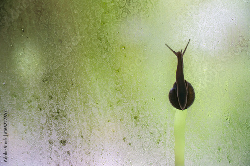 alone snail climbing on window glass,snail moving slow on grunge glasses,alone and sad concept.