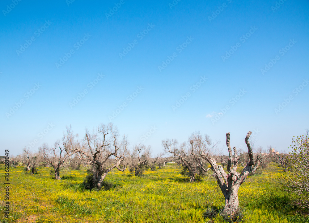 Infested olive trees (bacterium Xylella Fastidiosa), Salento, South Italy Infested olive trees (bacterium Xylella Fastidiosa), Salento, South Italy