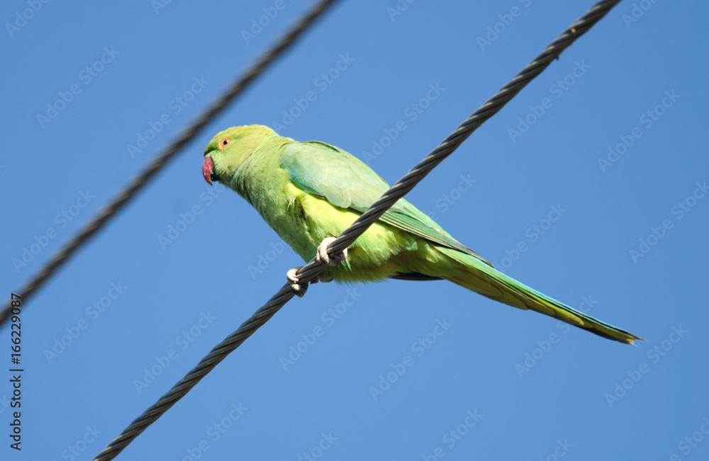 Obraz premium Rose-ringed parakeet sitting on a wire