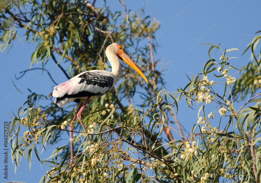 Fototapeta premium Painted Stork