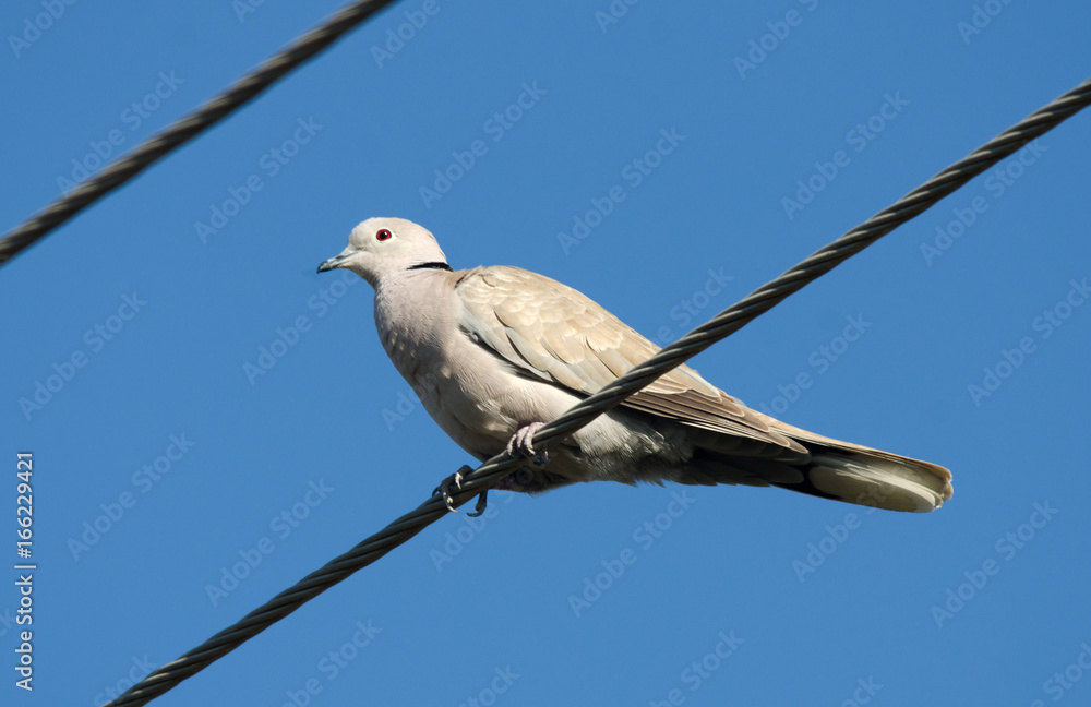 Fototapeta premium Eurasian Collared Dove