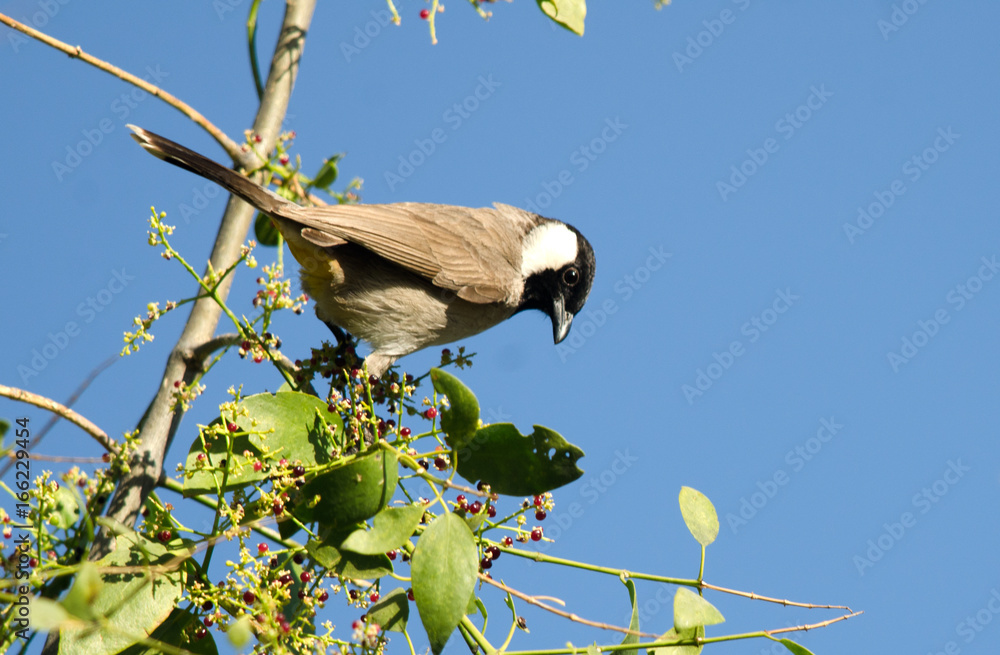 Fototapeta premium White-eared bulbul