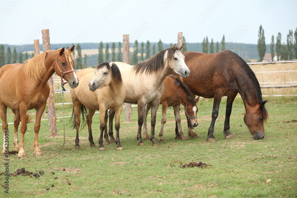 Horses together on pasturage Horses together on pasturage
