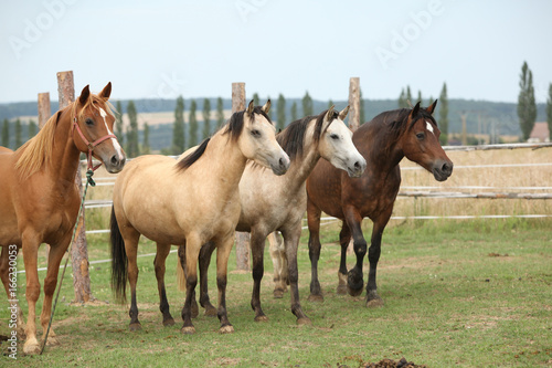 Horses together on pasturage