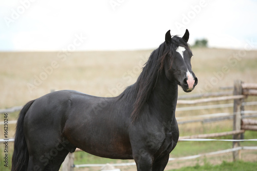 Amazing black stallion on pasturage