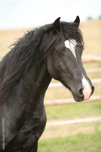 Amazing black stallion on pasturage