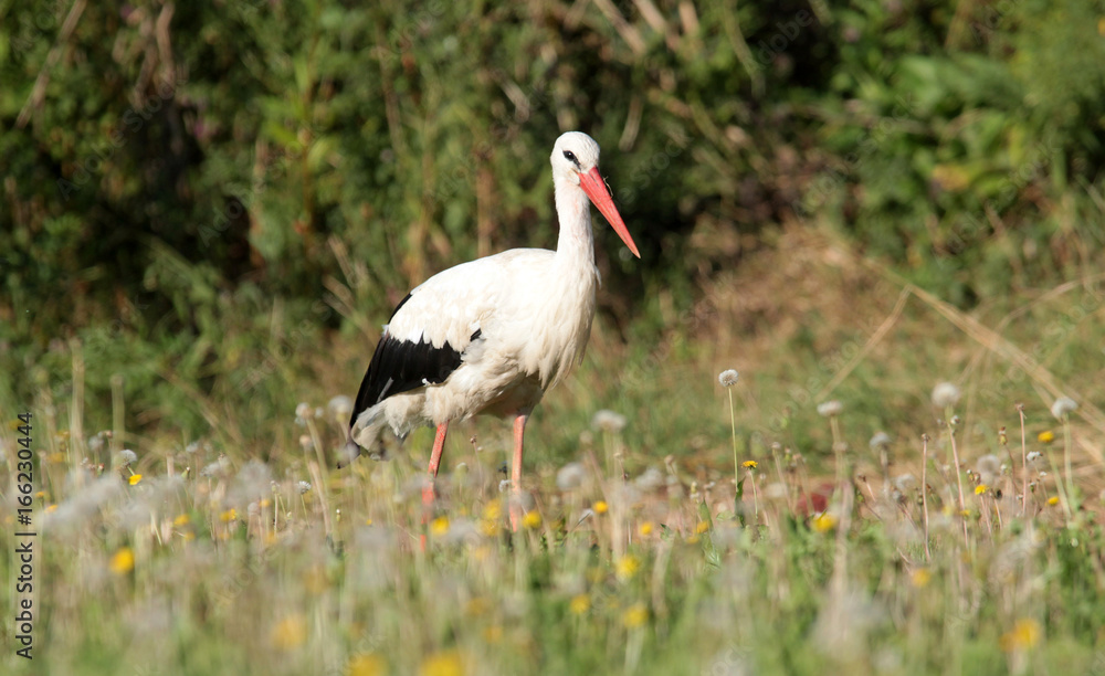 Single white stork (Ciconia ciconia) walking through a green meadow looking for food. Single white stork (Ciconia ciconia) walking through a green meadow looking for food.