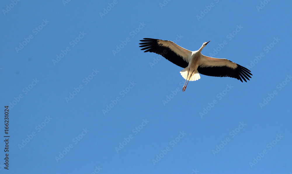 White stork (ciconia ciconia) flying. White stork (ciconia ciconia) flying.