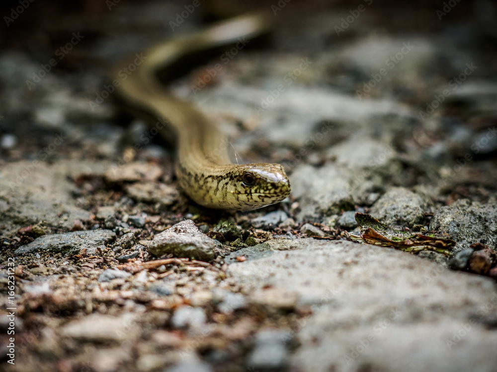 Fototapeta premium Slow worm