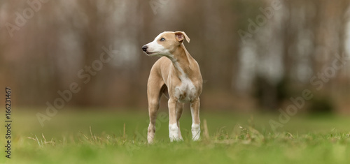 Rhodesian Ridgeback dog