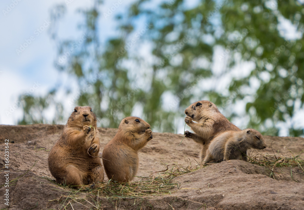 Group of prairie dogs Group of prairie dogs