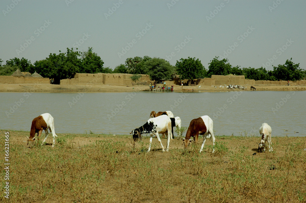 Fototapeta premium Grazing in Sahel