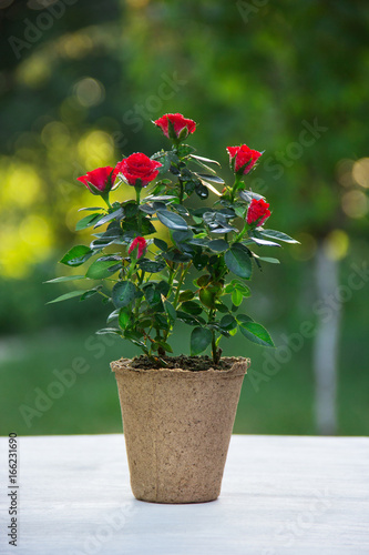 A red rose in a flower pot. Live flower on a table on a blurred green background.