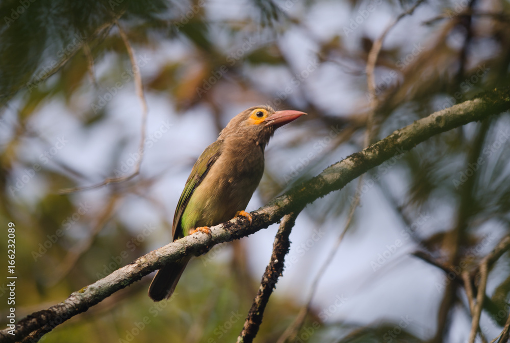 Fototapeta premium Brown-headed Barbet