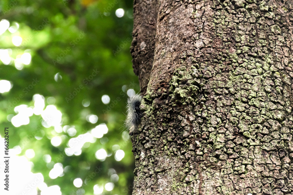 Obraz premium Black caterpillar with white hairy try to climb up the tree to escape the hunter bird