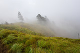Forested mountain slope in low lying cloud in mist in a scenic landscape view.