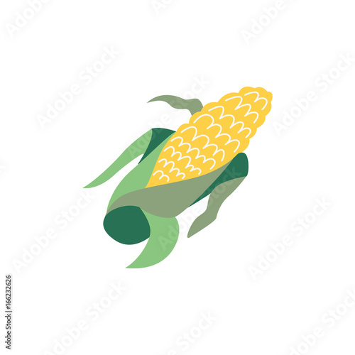 Vector corn flat illustration isolated on a white background. Cartoon cereal, cob . Sign of thanksgiving, autumn, harvest and agriculture. Vegetarian food, healthy and natural eating.
