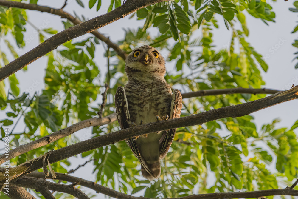 Spotted owlet - Owl (Athene brama) looking at us in nature at Wachirabenchathat Park, Thailand Spotted owlet - Owl (Athene brama) looking at us in nature at Wachirabenchathat Park, Thailand