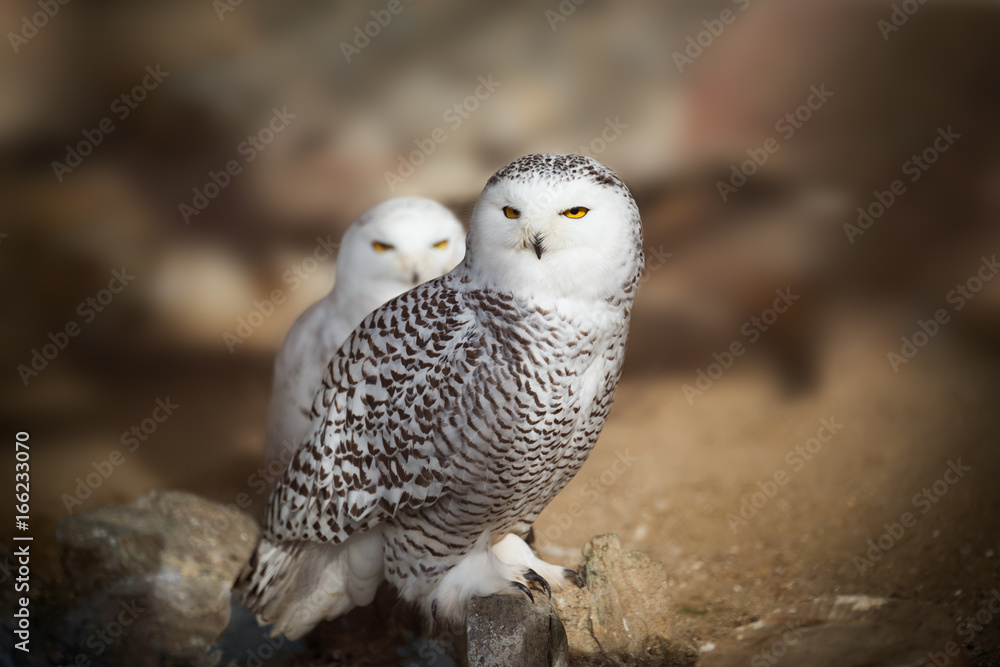 Fototapeta premium White snowy owl sitting on the rock
