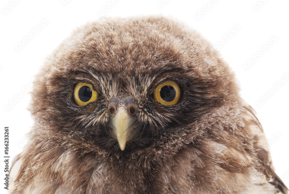 Fototapeta premium Young owl.