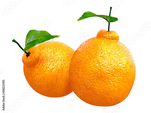 Two Fresh Dekopon orange. Foods and Dishes Series.