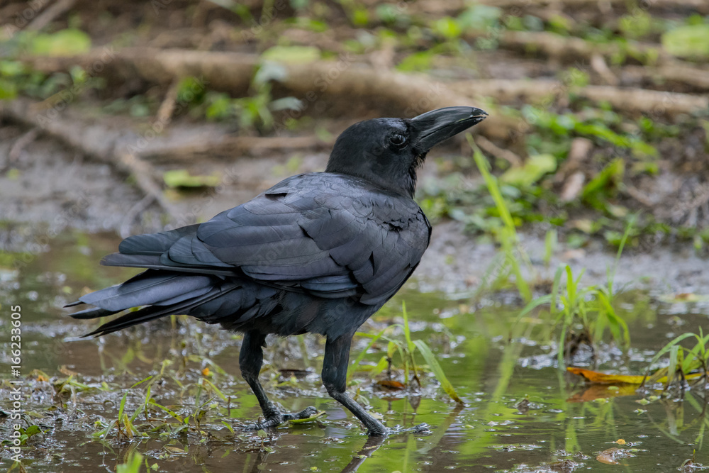Fototapeta premium Crow (Corvus) is a widely distributed genus of medium-sized to large birds in the family Corvidae. 