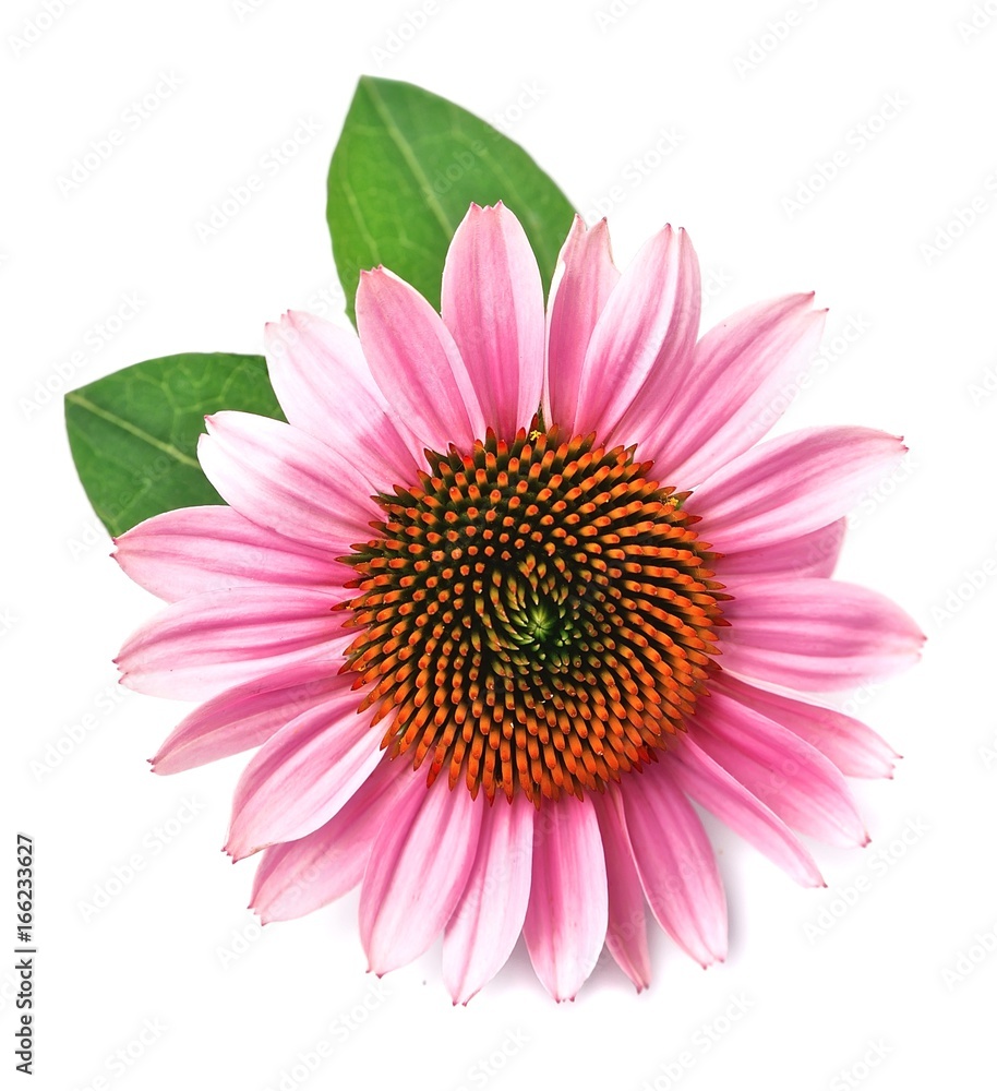 Obraz premium Echinacea flowers.