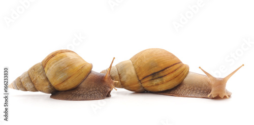 Two snails.