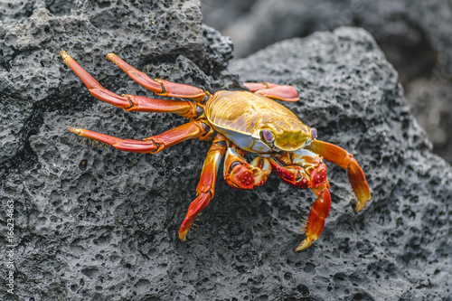 Colored Crab at Galapagos Island