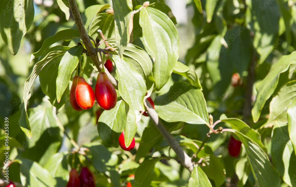 Red Fruits of a ripe dogwood on a tree