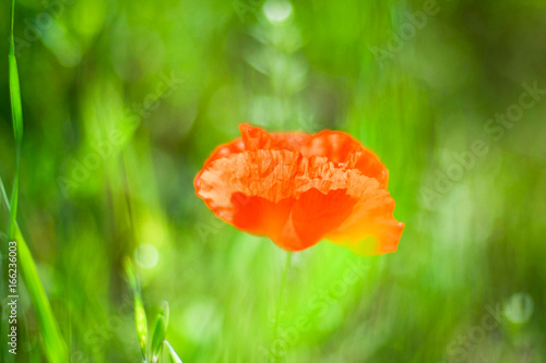 Papavero rosso su sfondo sfuocato