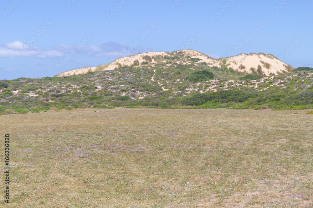 Fototapeta premium Dune vegetation in Queimado beach, Vila Nova de Milfontes