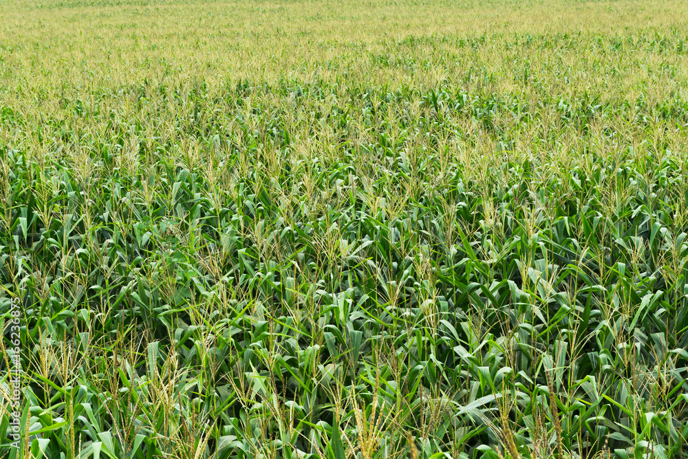 Close up corn plantation high angle Close up corn plantation high angle