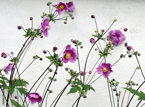 fioletowe kwiaty na tle białej ściany
