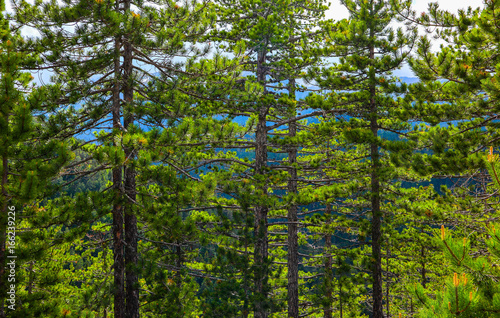 Pine tree evergreen forest  trees trunks backdrop. Photo depicting a beautiful mystic dark misty backwoods.