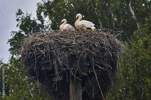 A nest of cranes on a column/Crane family in the nest. A nest of branches is located on top of a column of electric lighting. Pskov region, Russia, summer