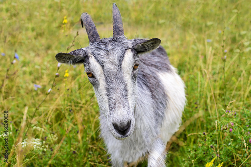 Gray goat in the green grass