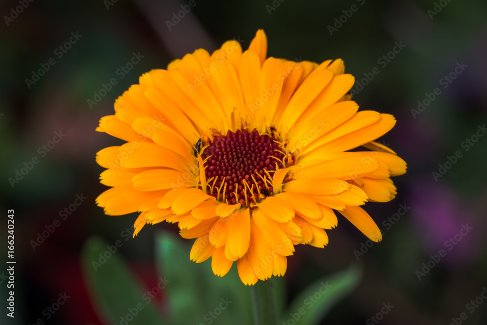 marigold (Calendula officinalis) marigold (Calendula officinalis)