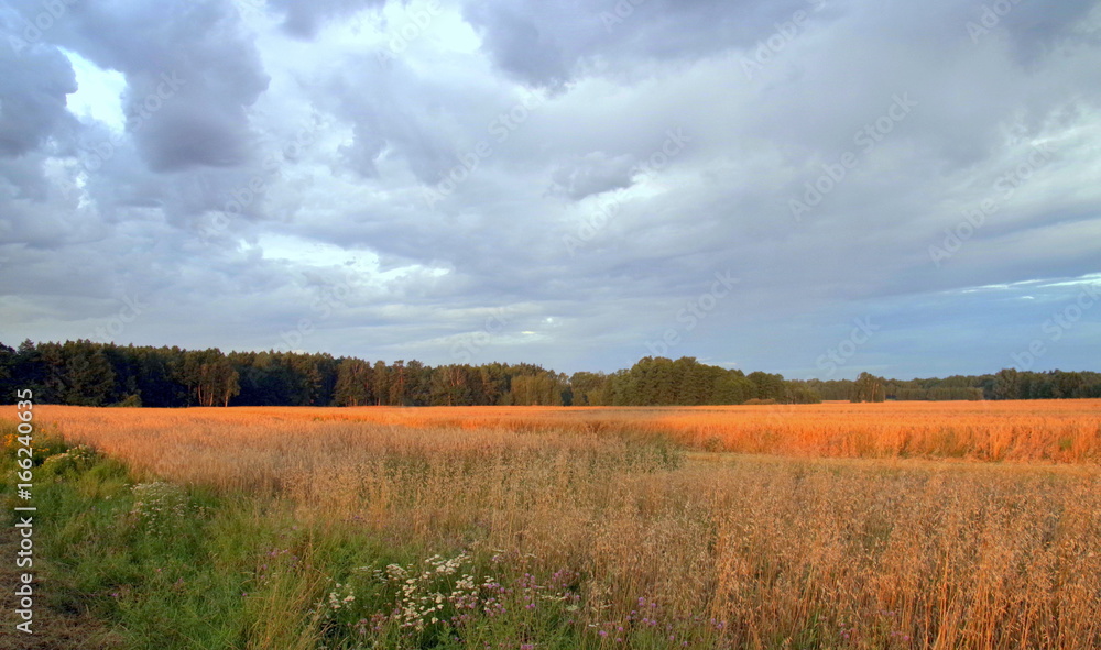 Obraz premium pola uprawne