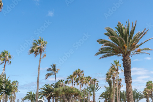 Palmen in Spanien © GM Photography