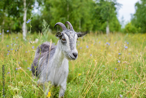 Gray goat in the green grass