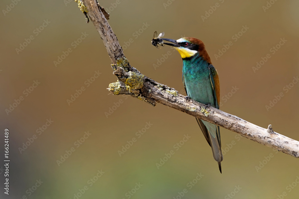Bienenfresser auf der Sitzwarte mit einer Wildbiene