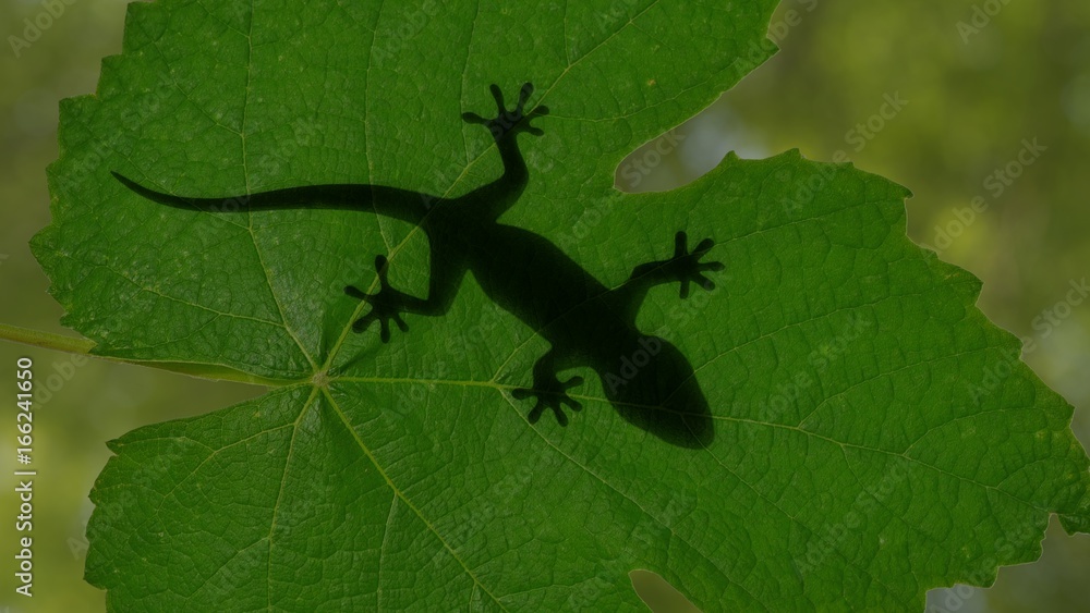 Fototapeta premium Shadow of a gecko lizard crawling on green leaves 3d illustration