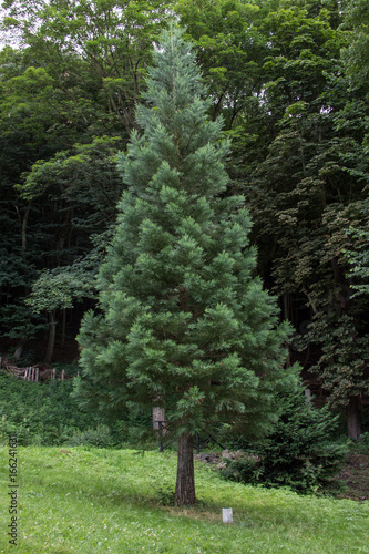 blue giant redwood (Sequoiadendron giganteum glaucum) photo