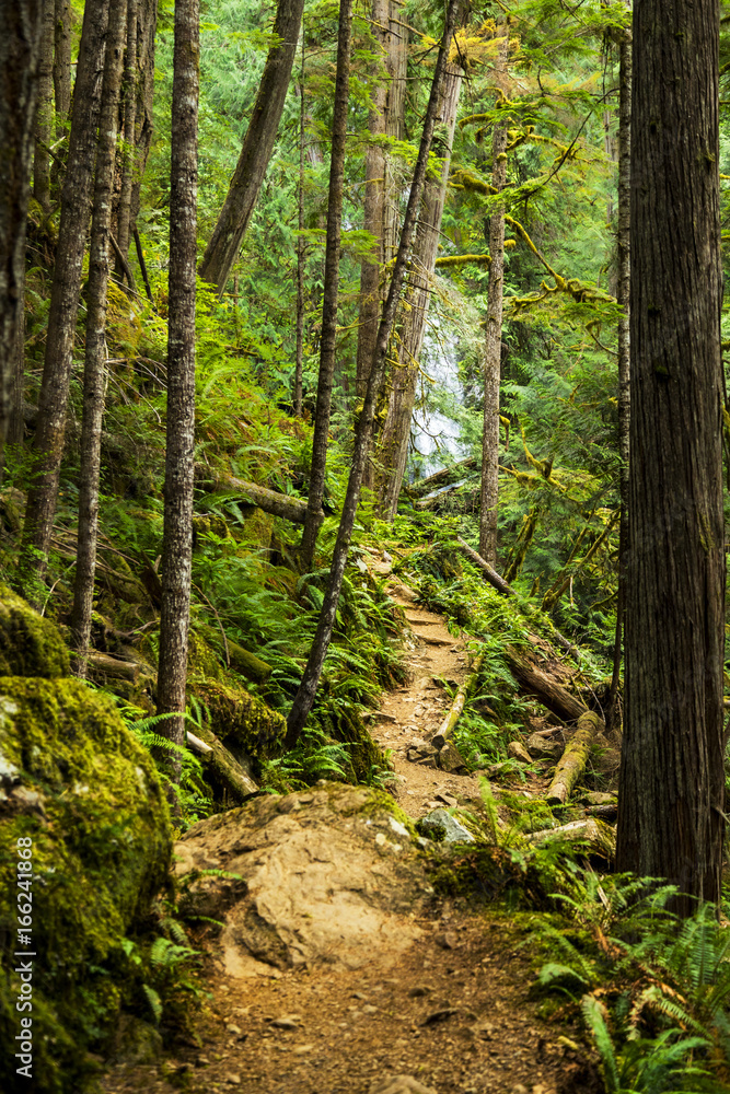 path through a lush green forest