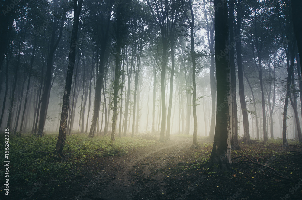 misty path through dark mysterious forest