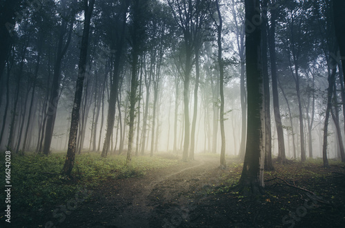 misty path through dark mysterious forest