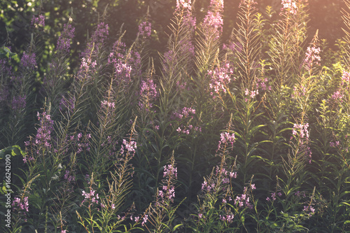 wildflowers in sunset light...